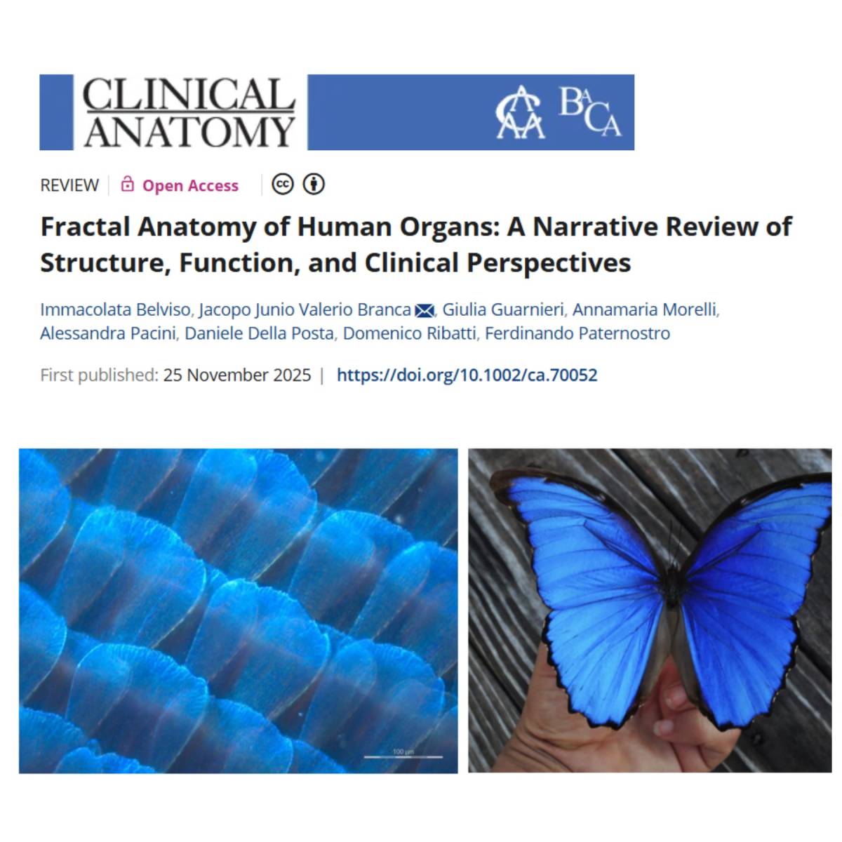 Il corpo umano come l’Universo: la sorprendente architettura frattale della&nbsp;vita