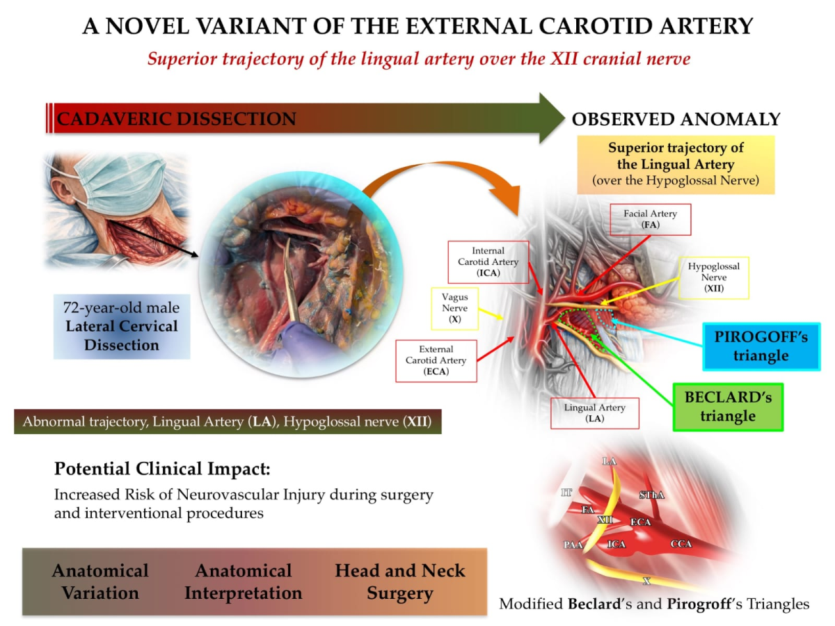 L’Anatomia che sorprende ancora: perché una variante rara può salvare una&nbsp;vita