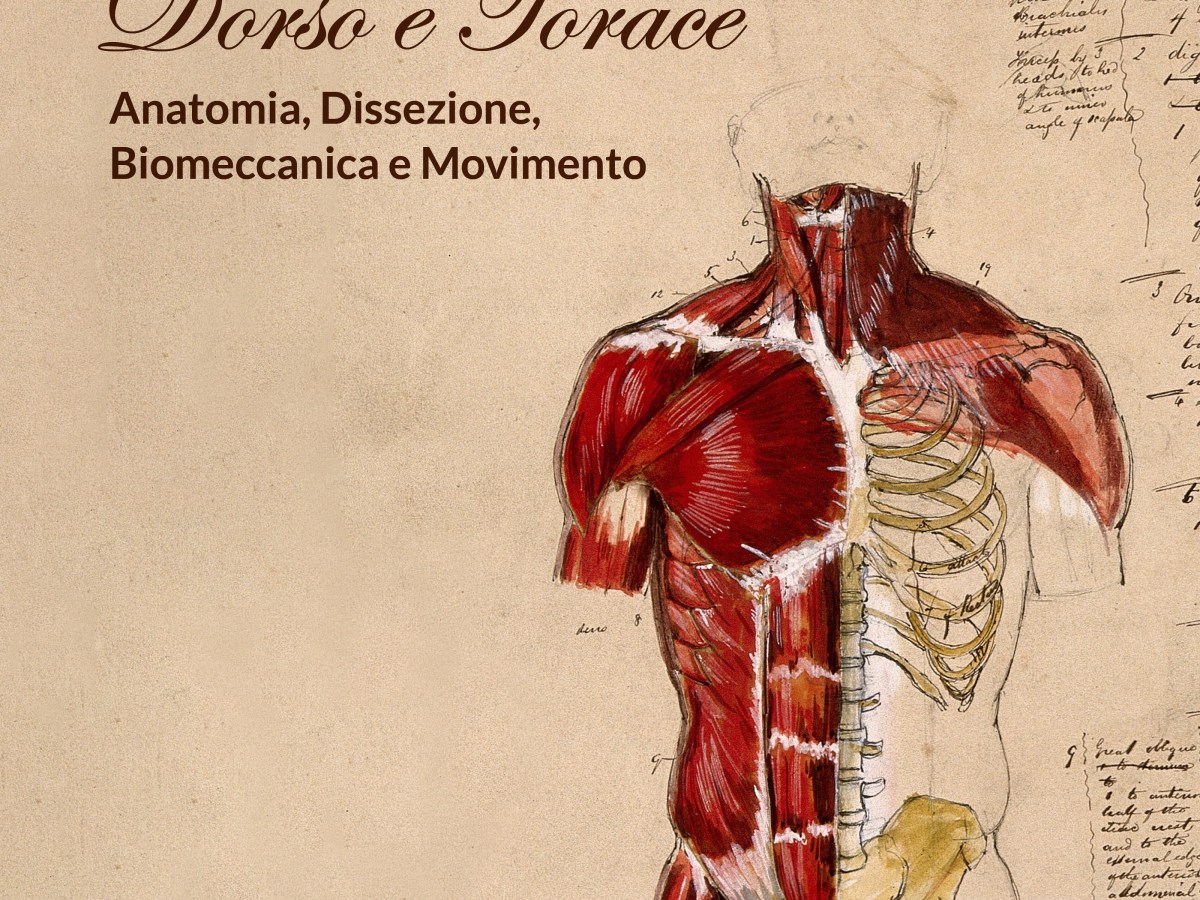 Dove il corpo prende forma: Anatomia del dorso e del&nbsp;torace